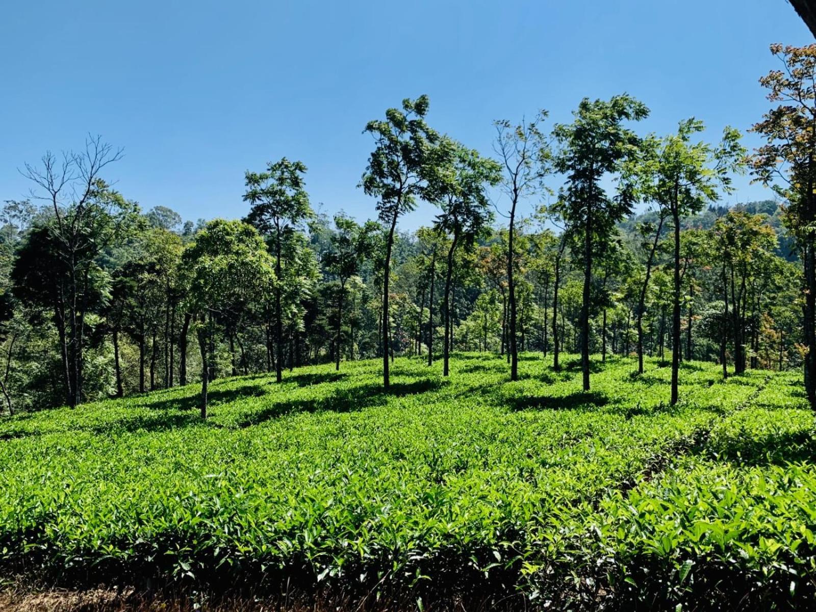 Cassells Jungle Resorts Thekkady Vandiperiyar Экстерьер фото